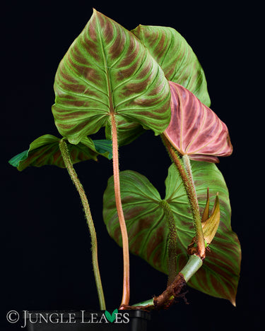Philodendron verrucosum 'Incensi'