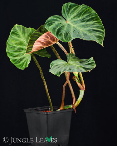 Philodendron verrucosum 'Incensi'