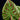 Philodendron verrucosum 'Incensi'