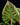 Philodendron verrucosum 'Incensi'