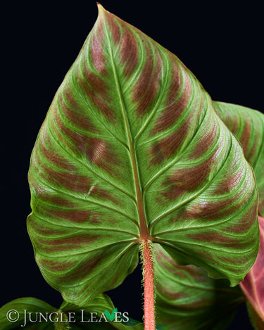 Philodendron verrucosum 'Incensi'
