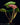 Philodendron verrucosum 'Incensi'