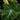 Philodendron verrucosum 'Incensi'