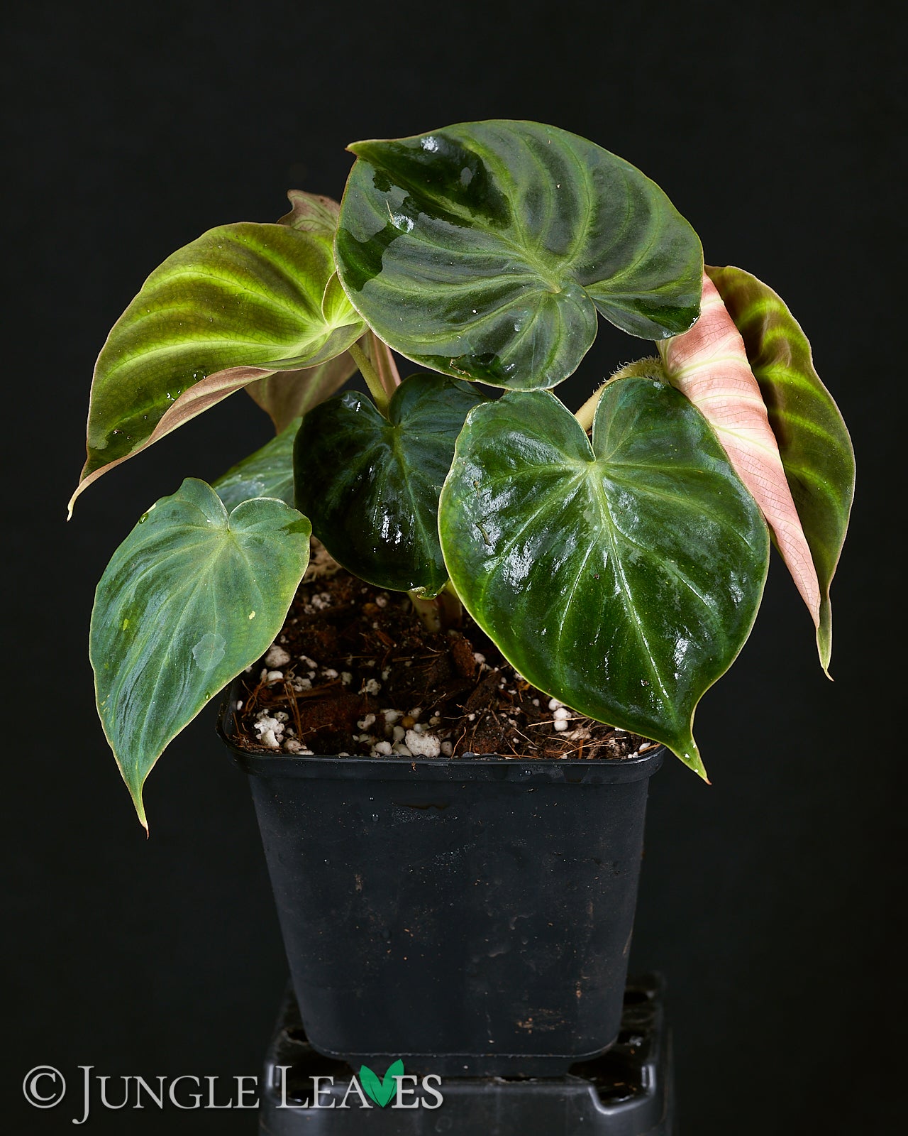 philodendron verrucosum arten Philodendron verrucosum 'Incensi' – Jungle Leaves