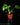 Philodendron warszewiczii