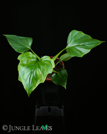Philodendron warszewiczii