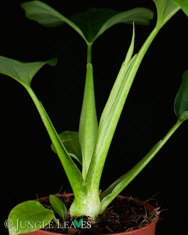 Philodendron warszewiczii
