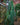 Philodendron patriciae