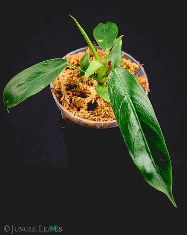 Philodendron patriciae