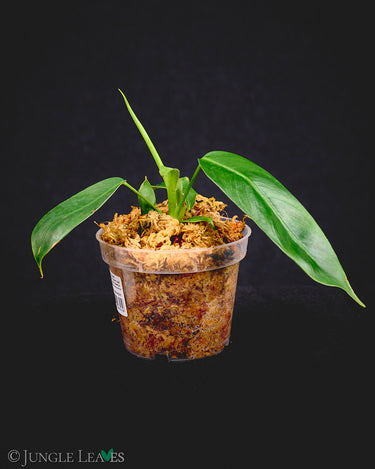 Philodendron patriciae