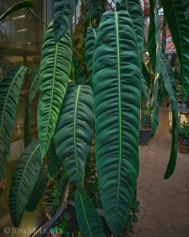 Philodendron patriciae