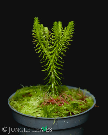 Phlegmariurus eversus