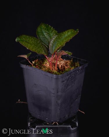 Phyllagathis rotundifolia