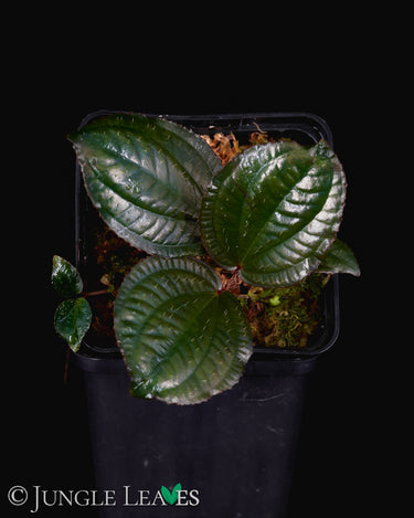 Phyllagathis rotundifolia