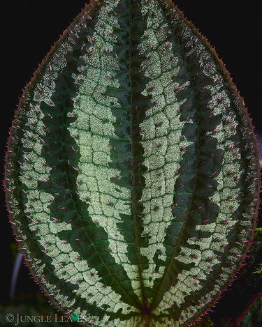 Phyllagathis rajah