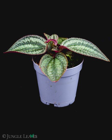 Phyllagathis rajah