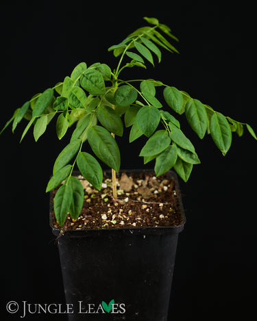 Phyllanthus acidus