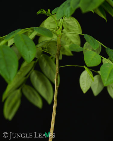 Phyllanthus acidus