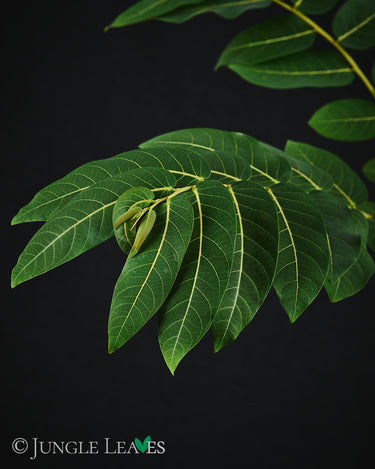 Phyllanthus mirabilis