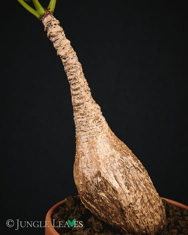 Phyllanthus mirabilis