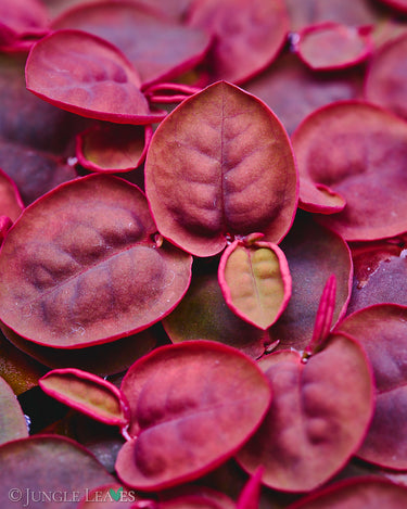 Phyllanthus fluitans (Schwimm-Wolfsmilch)