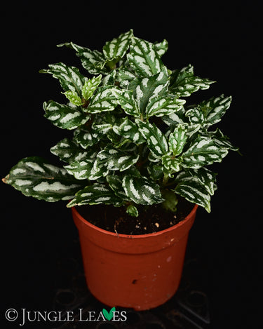 Pilea cadierei