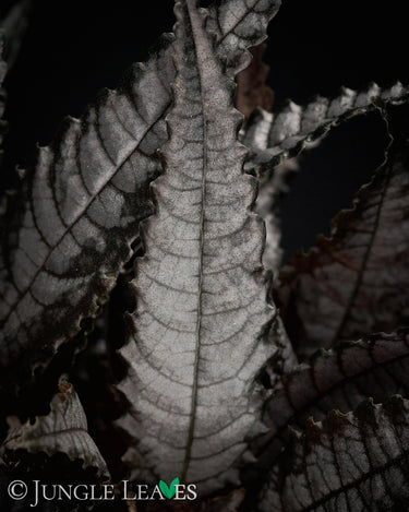 Pilea hitchcockii