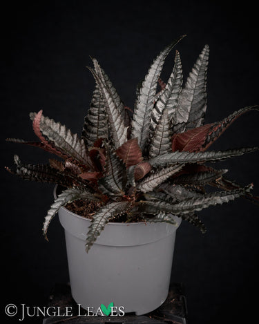 Pilea hitchcockii