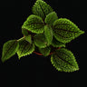 Pilea involucrata 'Moon Valley'