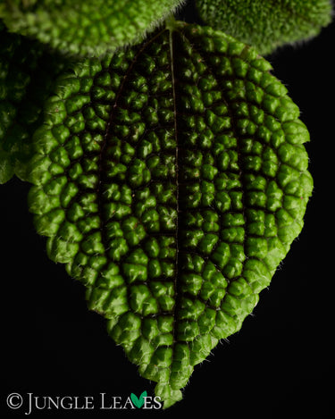 Pilea involucrata 'Moon Valley'