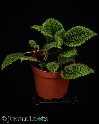 Pilea involucrata 'Moon Valley'