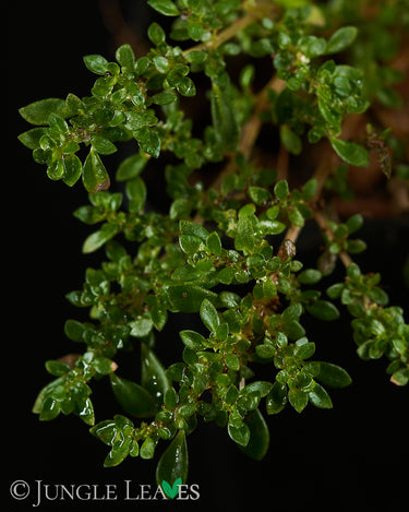Pilea macrophylla