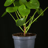 Pilea peperomioides