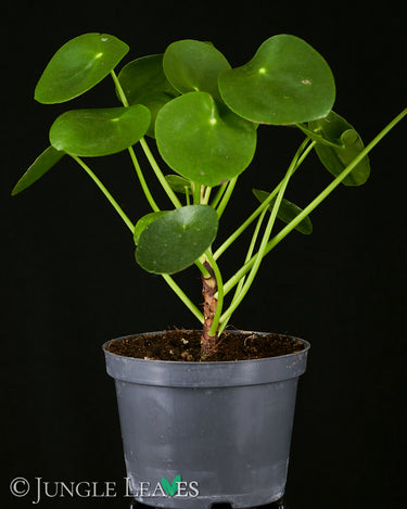 Pilea peperomioides