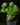 Pilea peperomioides