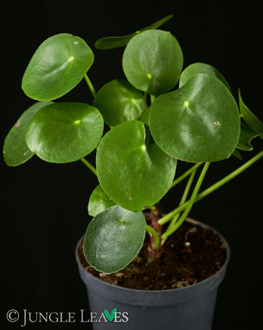 Pilea peperomioides