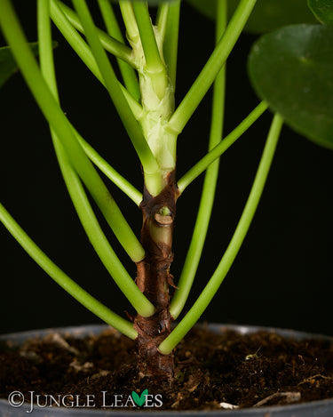 Pilea peperomioides