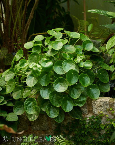 Pilea peperomioides