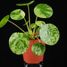 Pilea peperomioides 'Mojito'