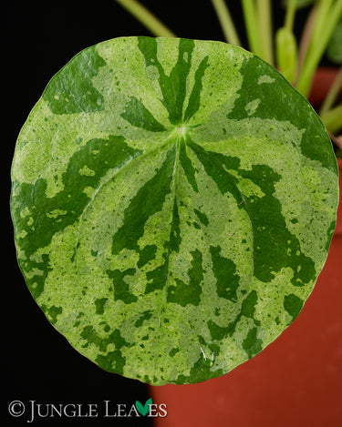 Pilea peperomioides 'Mojito'