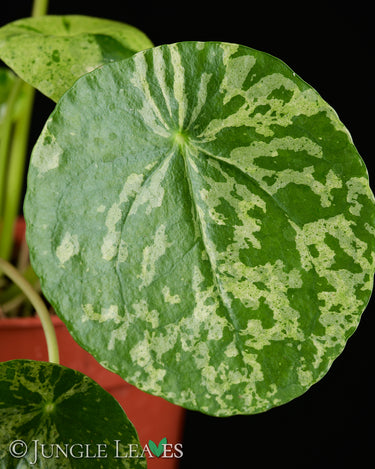 Pilea peperomioides 'Mojito'