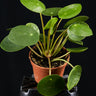 Pilea peperomioides
