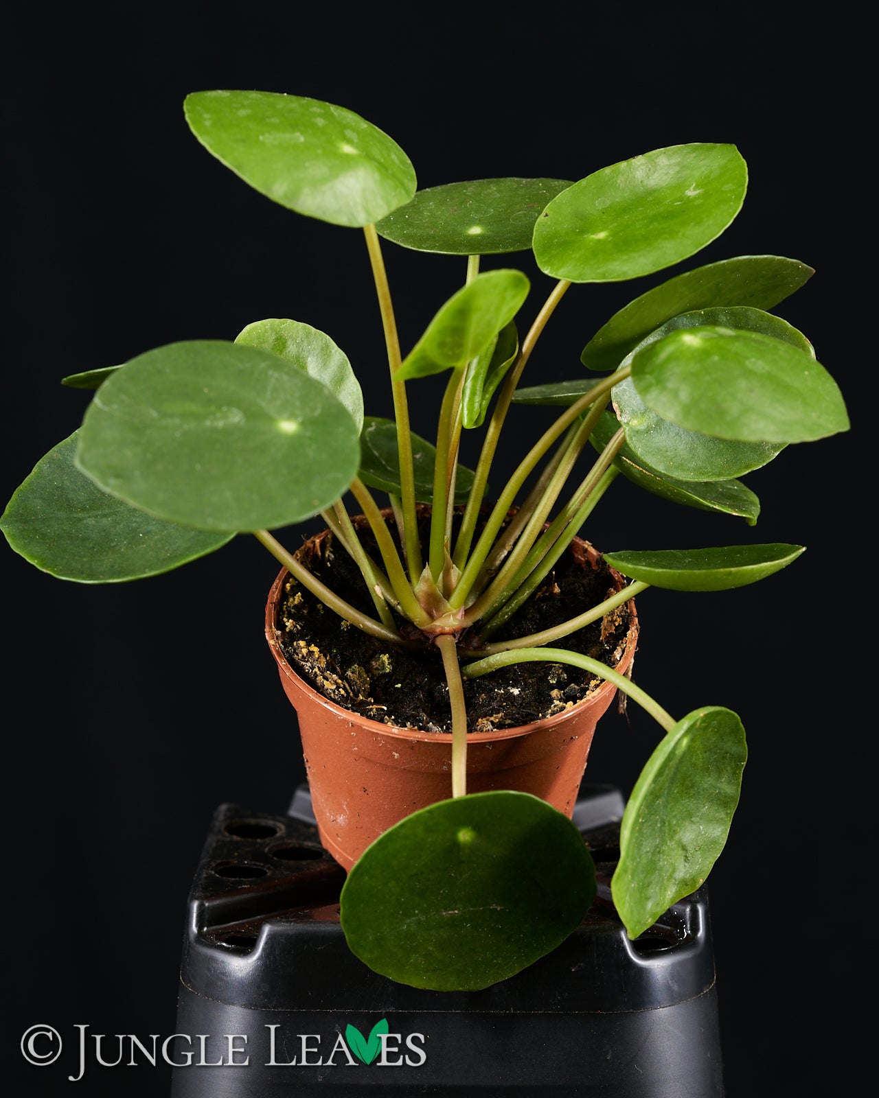 Pilea peperomioides (Ufo-Pflanze / Chinesischer Geldbaum)  Jungle Leaves