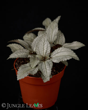 Pilea spruceana 'Ellen'