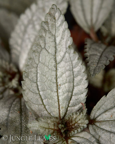 Pilea spruceana 'Ellen'