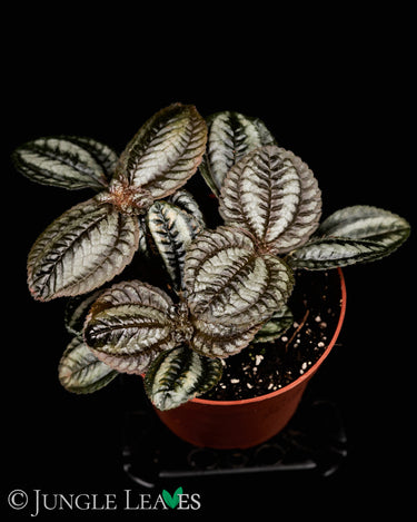 Pilea spruceana 'Norfolk'