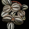 Pilea spruceana 'Norfolk'