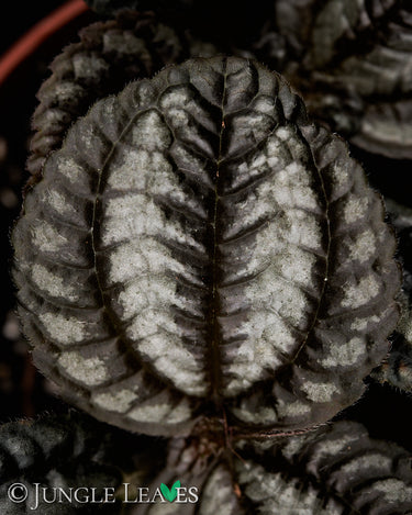 Pilea spruceana 'Norfolk'