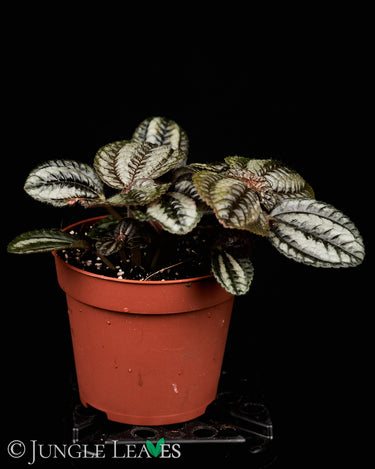 Pilea spruceana 'Norfolk'