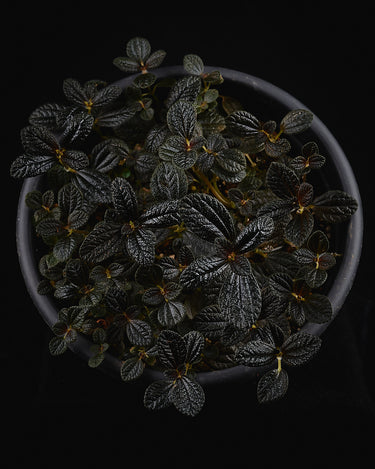 Pilea repens